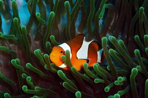 Clownfisch