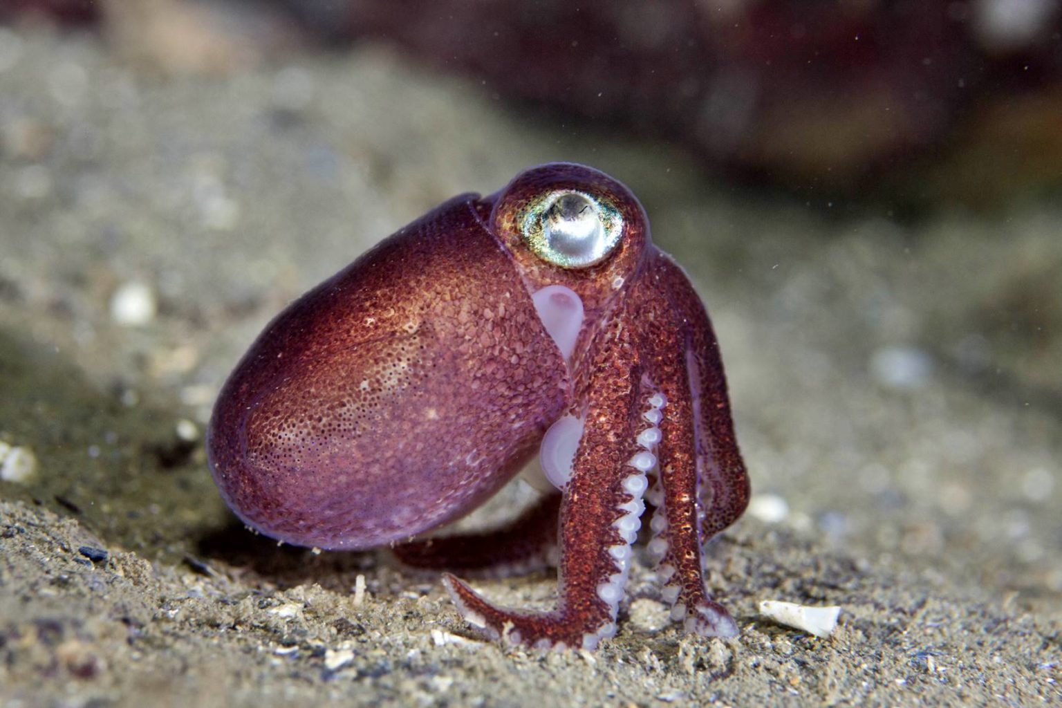 Tintenfische: Alles Wissenswerte über die besonderen Tiere | Simfisch.de