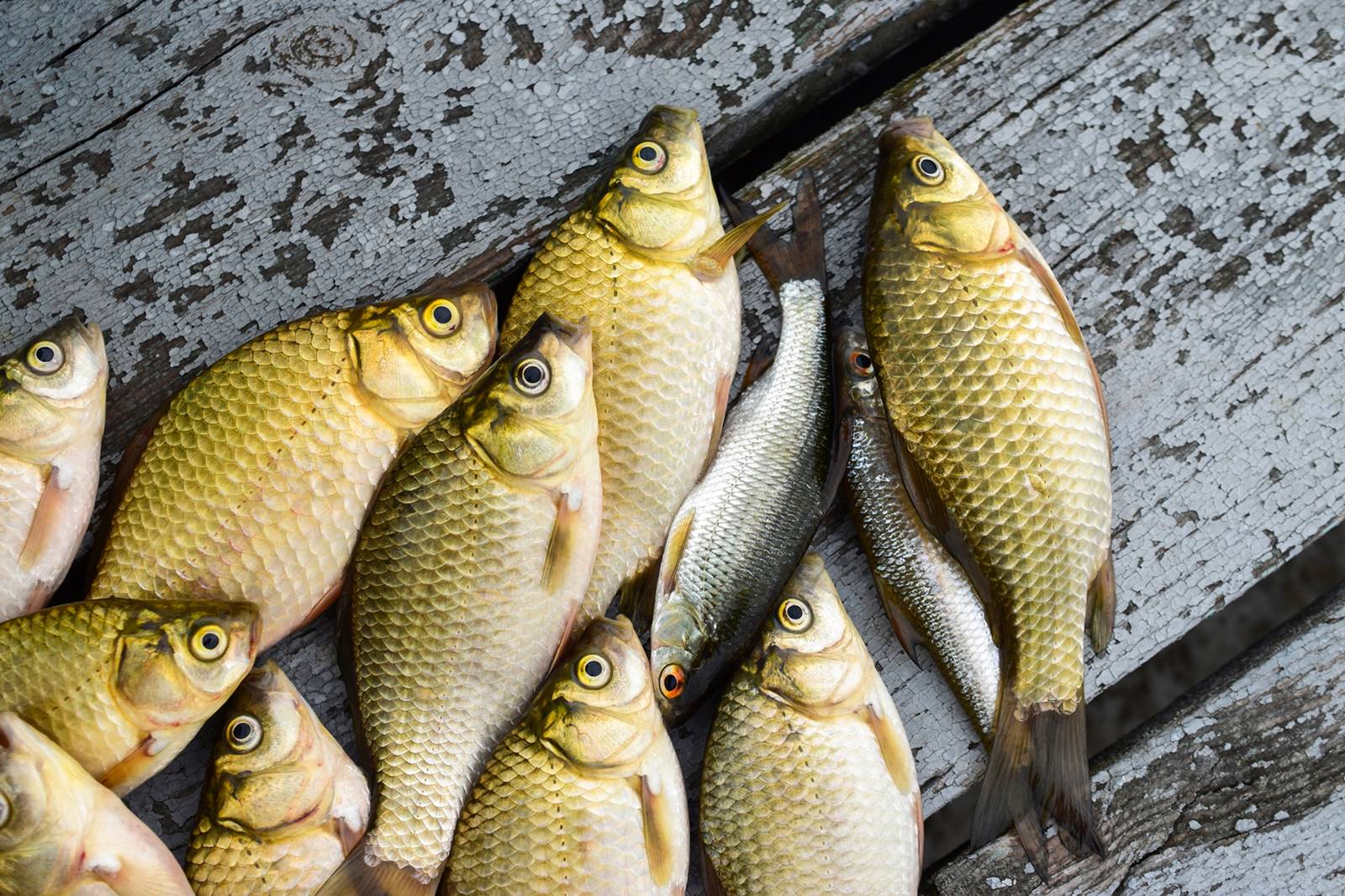 Karausche angeln Mit Futterkorb oder mit Waggler Simfisch.de