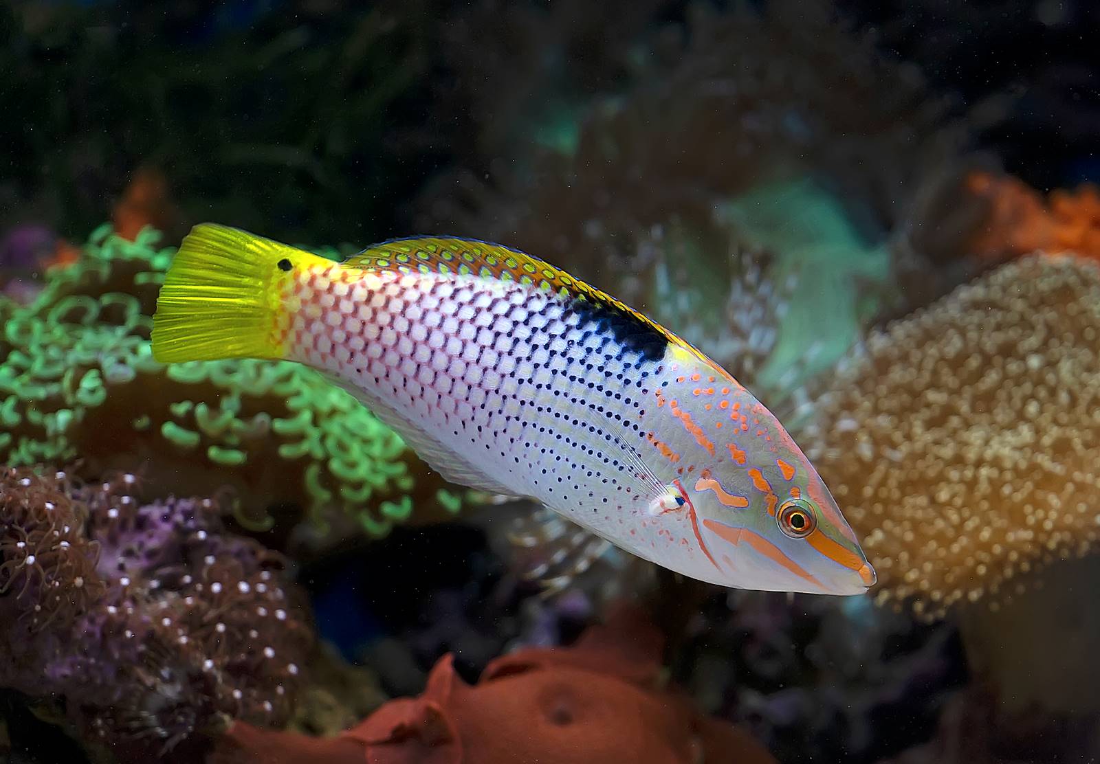 Lippfische Alle Infos Zu Den Farbenfrohen Meeresfischen Simfisch de Lippfische Alle Infos Zu Den Farbenfrohen Meeresfischen Simfisch de