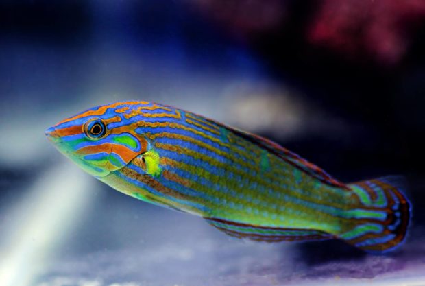 Regenbogenlippfisch (Halichoeres melanurus)