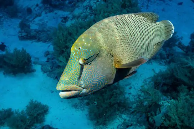 Napoleon-Lippfisch (Cheilinus undulatus)