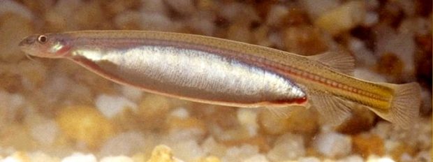 Penisfisch