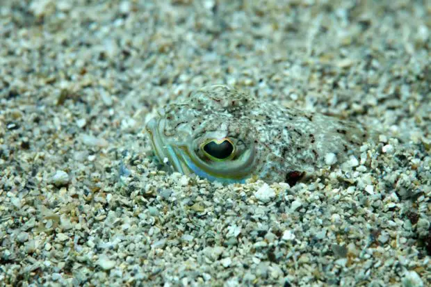 Petermännchen im Sand