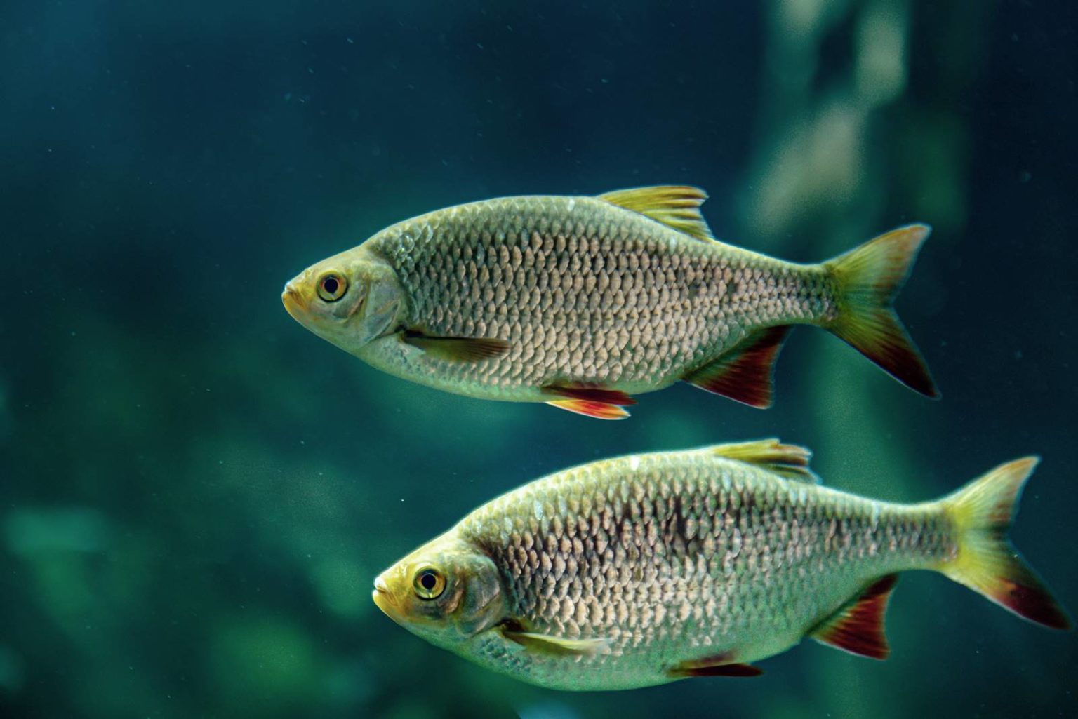 Die Rotfeder im Detail: Biologie, Verhalten, Lebensraum | Simfisch.de