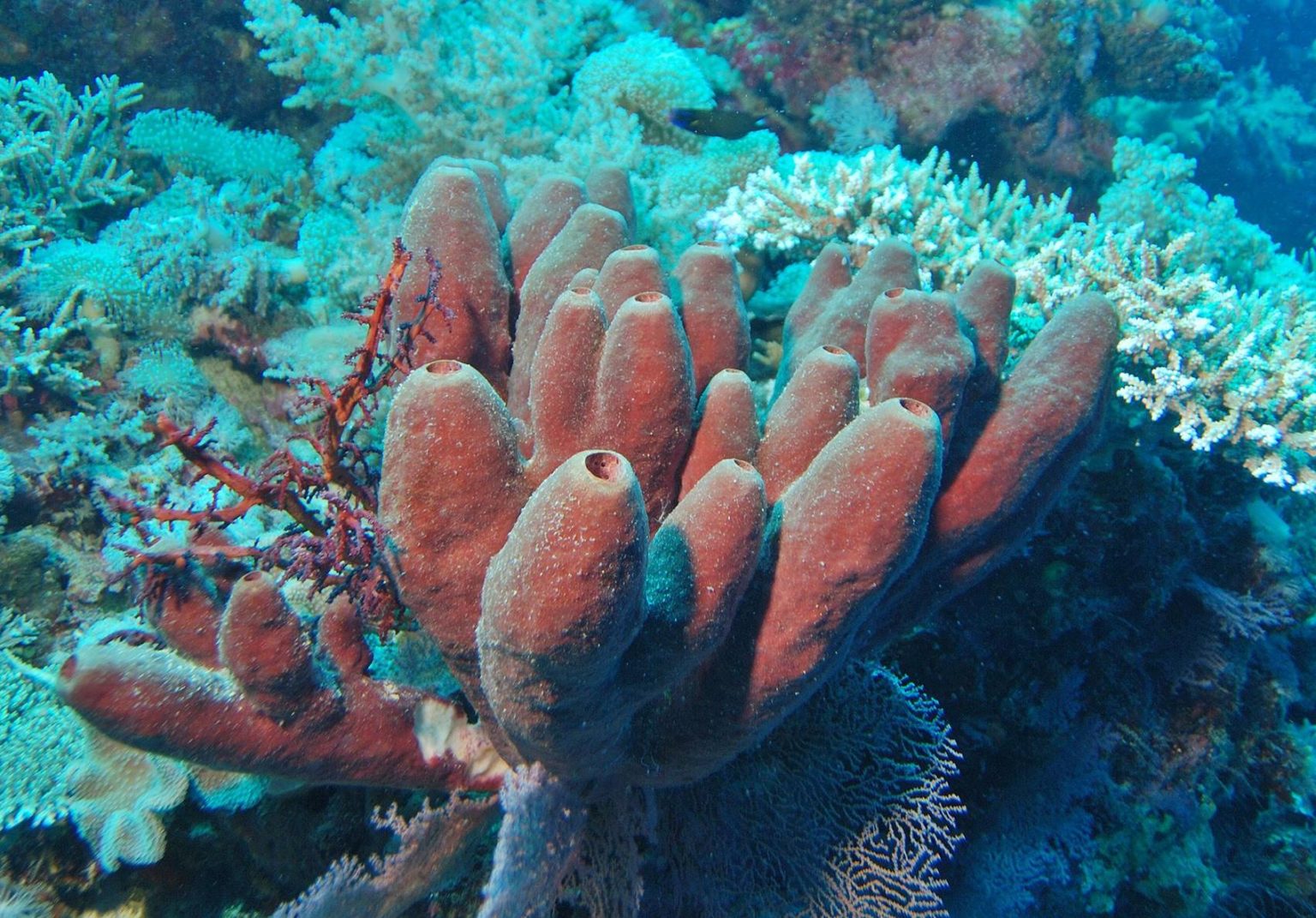 Schwämme Alles Wissenswerte zu den Meerestieren Simfisch.de