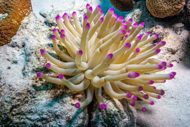 Seeanemone