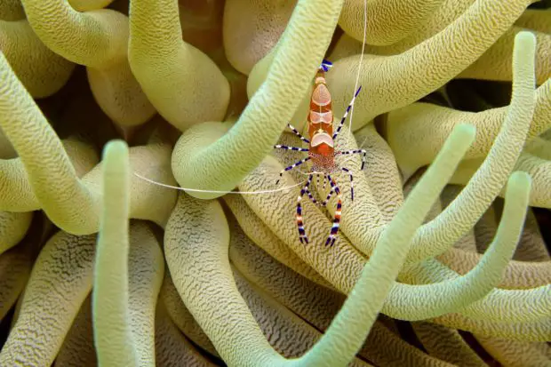 Garnele zwischen Anemonententakel