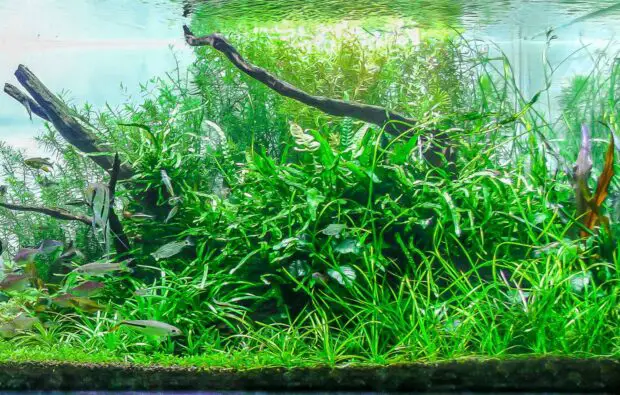 Aquarium für Zwergganelen 