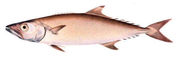 Butterfisch (Lepidocybium flavobrunneum)