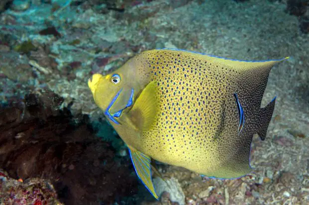 Cortez-Kaiserfisch (Pomacanthus-zonipectu)