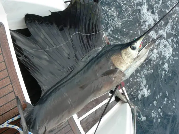 Fächerfisch