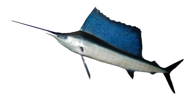 Fächerfisch