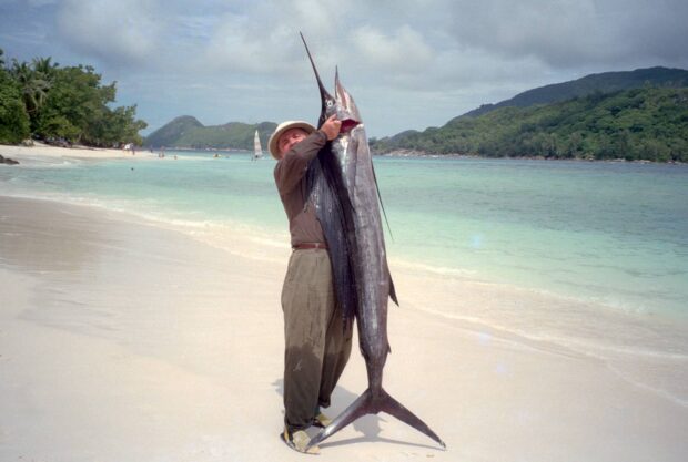 Fächerfisch (Istiophorus platypterus)