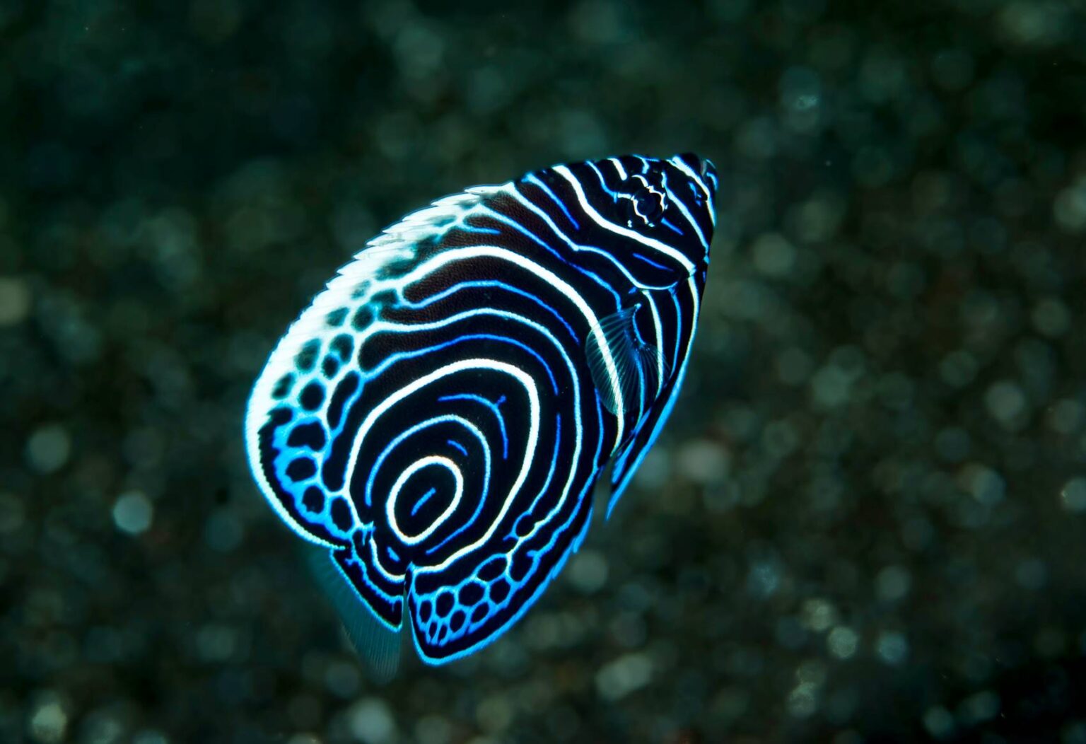 Kaiserfische Biologie, Lebensweise, Verbreitung Simfisch.de