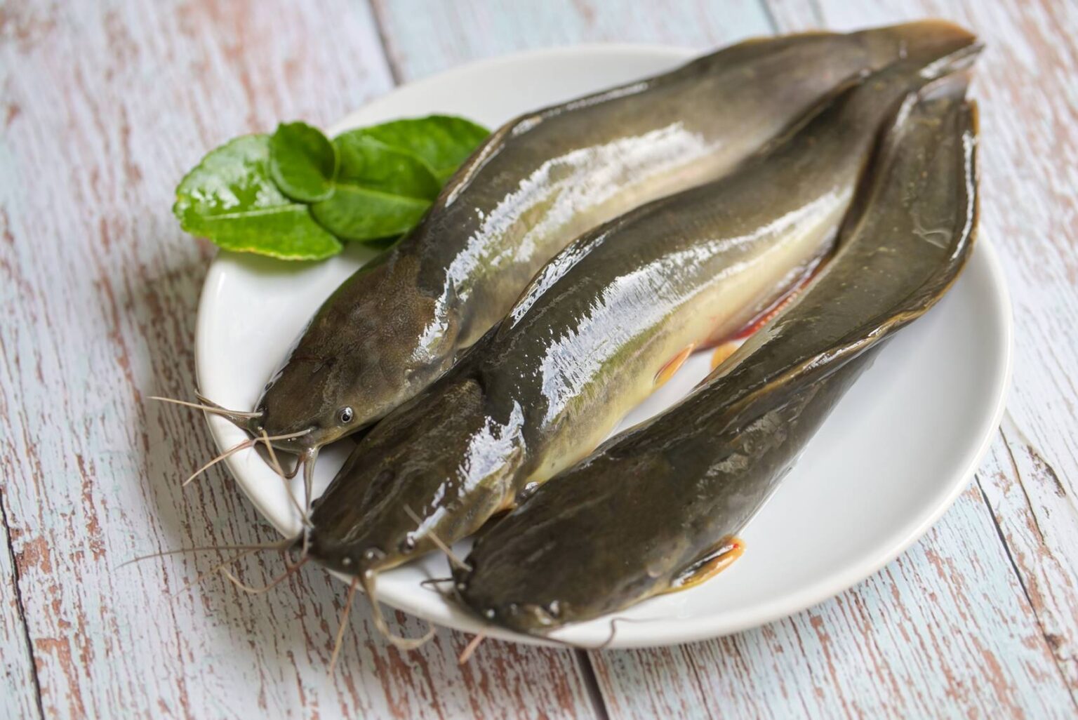 54+ Katzenwelse Für Teich, Leider ist es nicht sichergestellt, dass