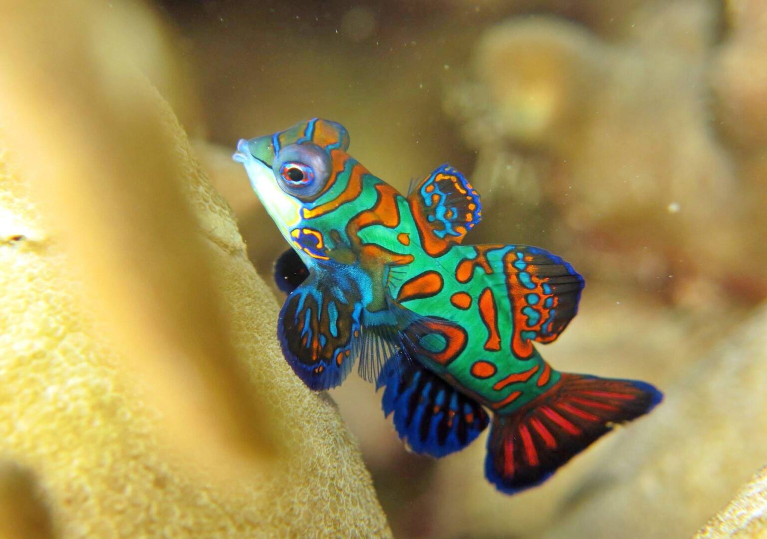 Mandarinfisch Alle Infos zum besonderen Fisch Simfisch.de