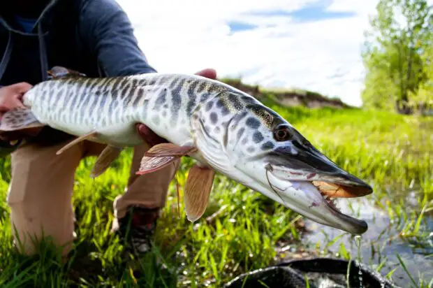Tigermusky