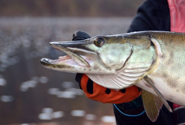 Muskellunge (Esox masquinongy)