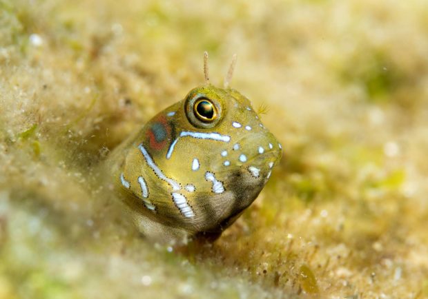 Schleimfisch