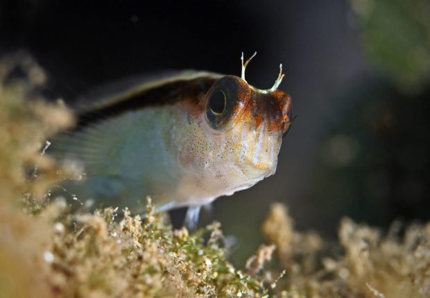 Schleimfisch