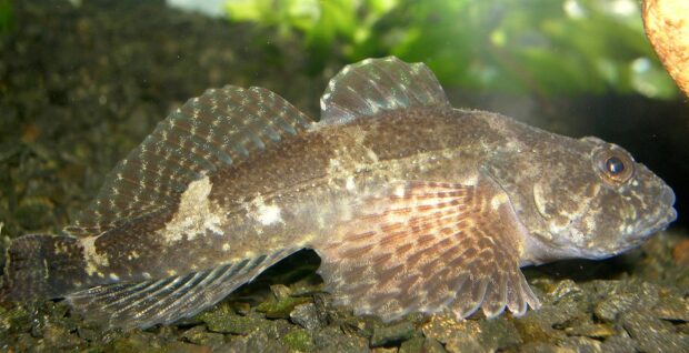 Groppe (Cottus gobio)