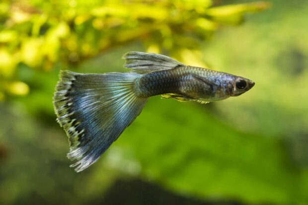 Guppy (Moscow Dark Blue)