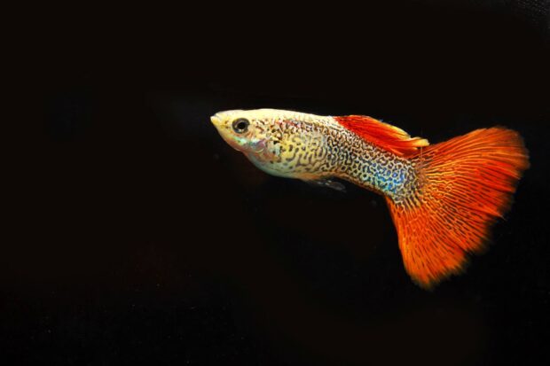 Guppy (Red Snakeskin)