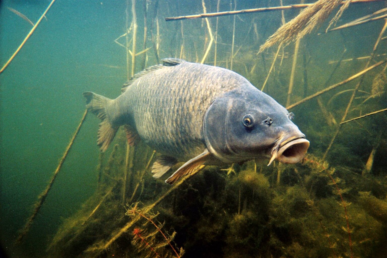 Karpfen Steckbrief, Lebensraum und Verhalten Simfisch.de