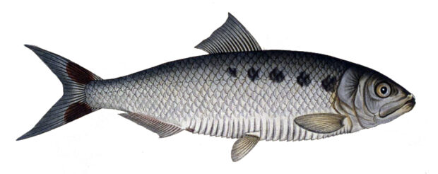 Maifisch (Alosa alosa)