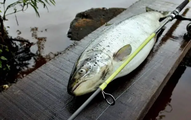 Meerforelle (Salmo trutta trutta)