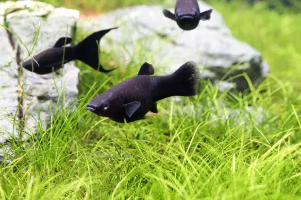 Black Molly