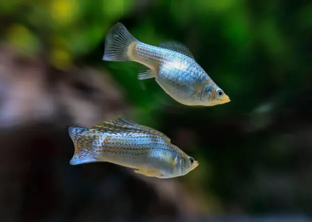 Molly Poecilia latipinna