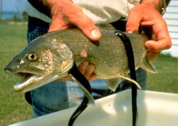 Neunaugen am Fisch