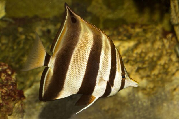 Ostaustralischer Pinzettfisch (Chelmonops truncatus)