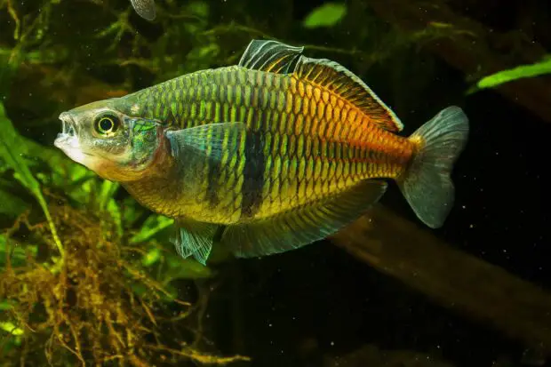 Regenbogenfisch