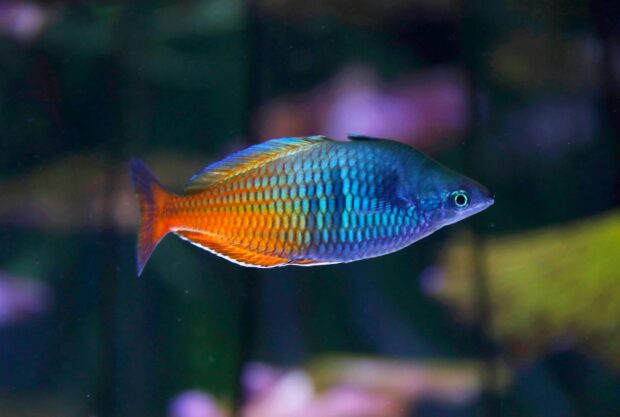 Regenbogenfisch