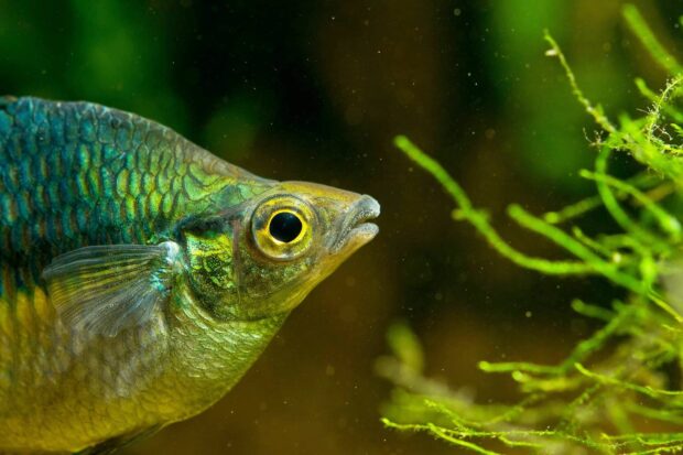Regenbogenfisch im Aquarium