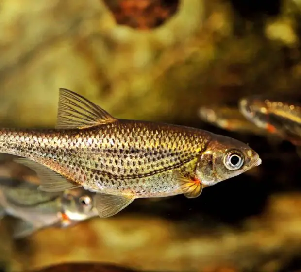 Schneider Alle Infos zur einheimischen Schönheit