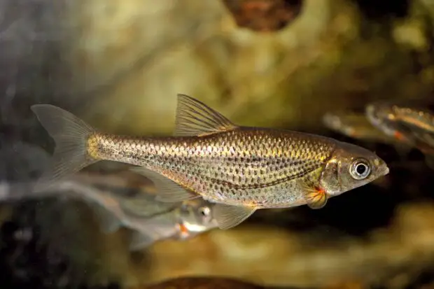 Schneider (Alburnoides bipunctatus)