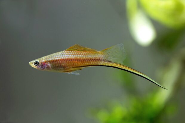 Schwertträger (Xiphophorus hellerii)