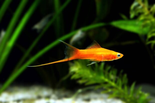 Schwertträger (Xiphophorus hellerii)