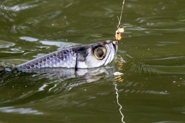 Angeln auf Tarpon