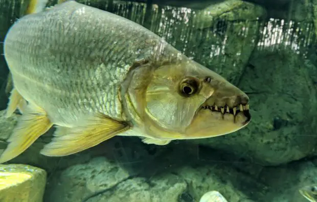 Tigerfisch
