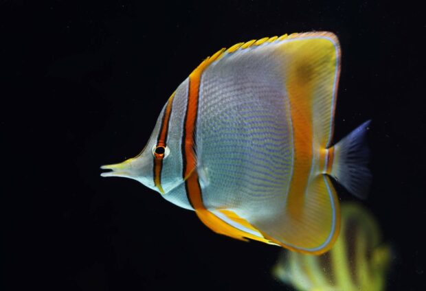 Westaustralischer Pinzettfisch (Chelmon marginalis)