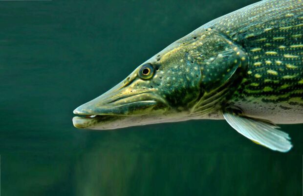 Hecht (Esox lucius)