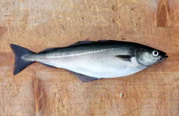Köhler Pollachius virens