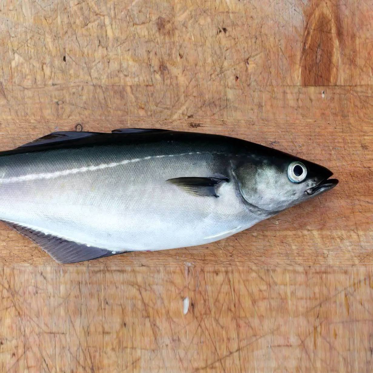  Norwegen Fische Motiv 
