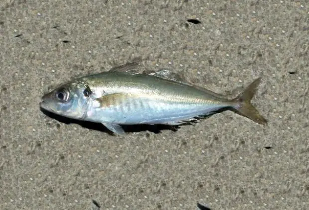 Stöcker