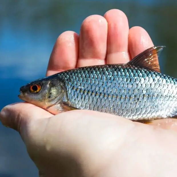 Rotauge im Fokus Steckbrief, Biologie und Lebensraum Simfisch.de